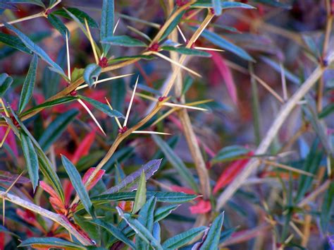 burberry forest|Burberry plant images.